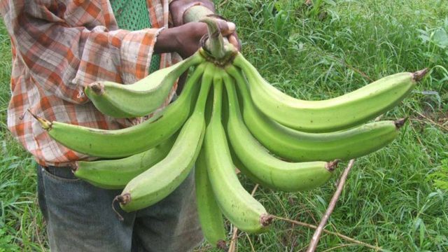 stealing plantain